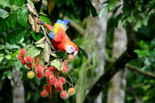 Scarlet Macaw - Jacques Erard