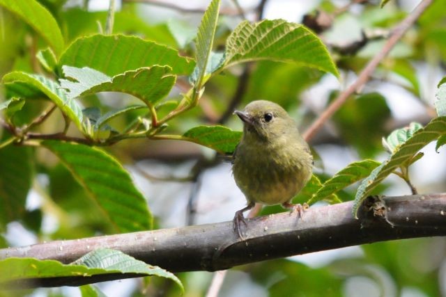 Slaty Flowerpiercer - ML204402691