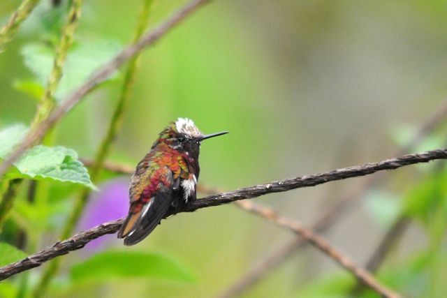 kolibřík běločelý - ML204402711