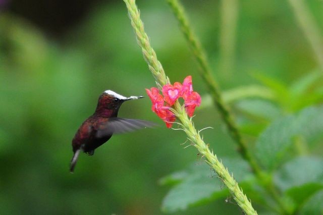 kolibřík běločelý - ML204402721