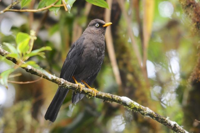 Sooty Thrush - ML204402731