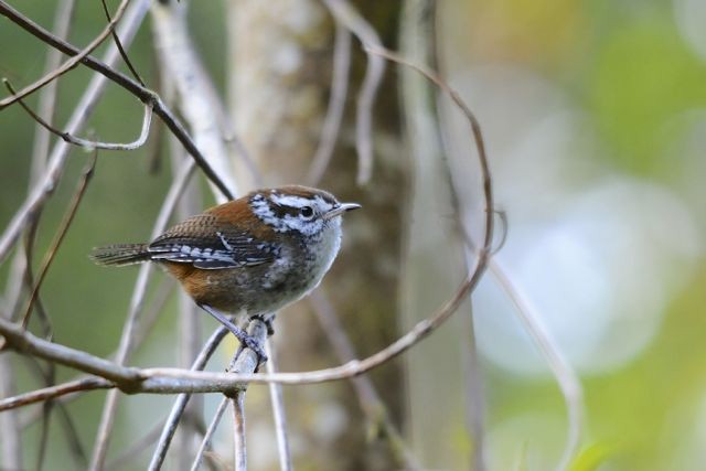 Timberline Wren - Jacques Erard