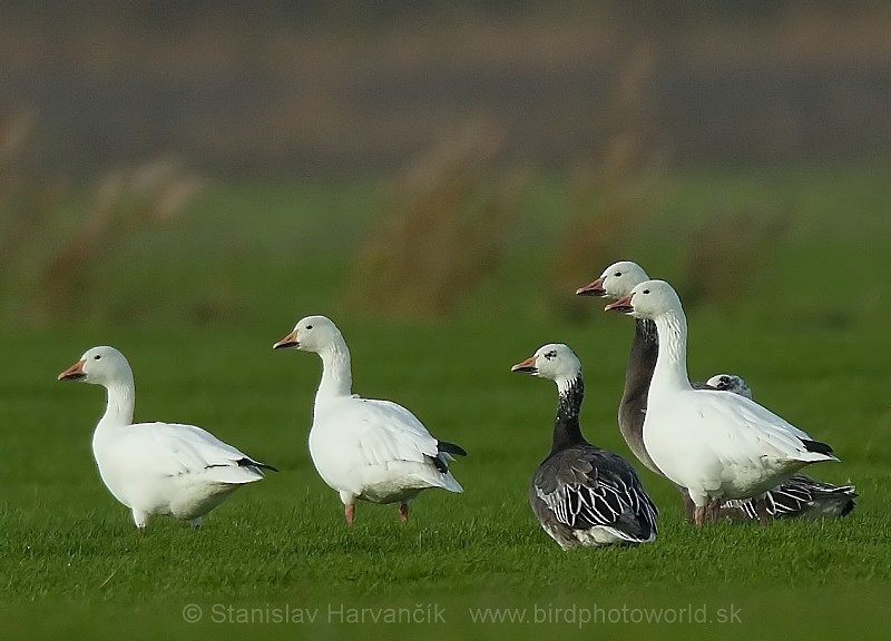 Snow Goose - ML204402991