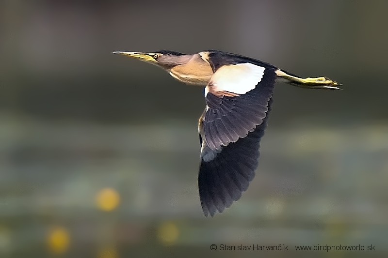 Little Bittern (Little) - ML204403091