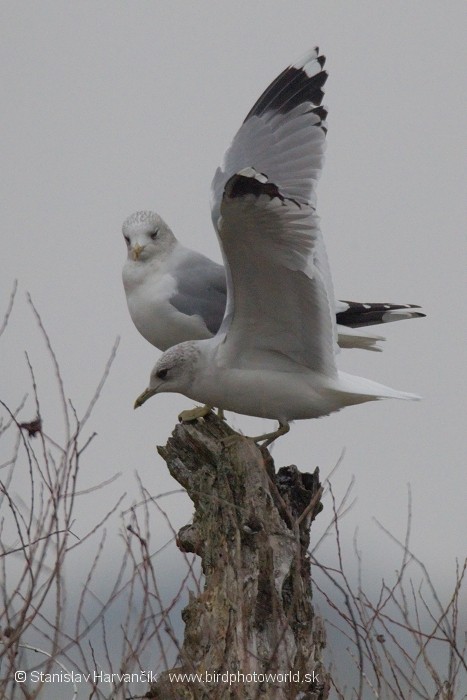 Gaviota Cana - ML204403141