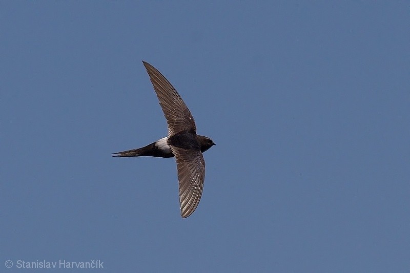 White-rumped Swift - Stanislav Harvančík