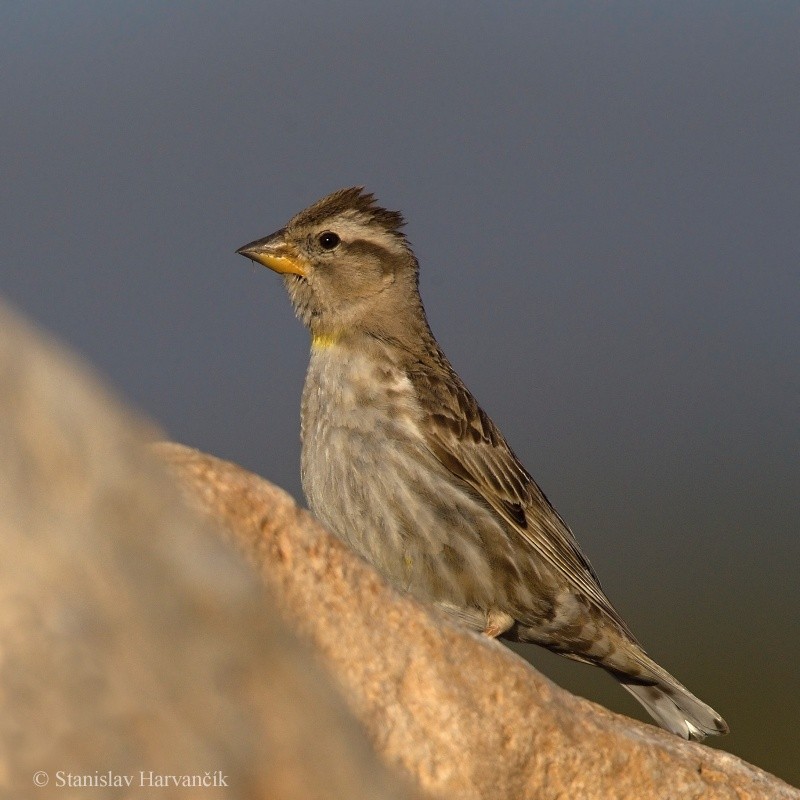 Rock Sparrow - Stanislav Harvančík