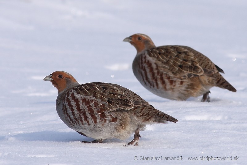 Gray Partridge - ML204403481