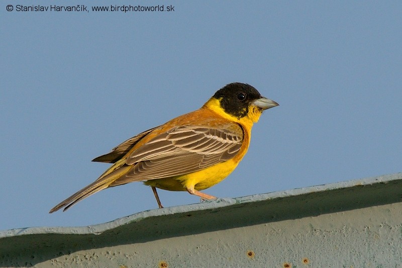 Black-headed Bunting - Stanislav Harvančík