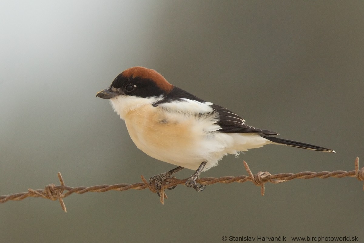 Woodchat Shrike (Caucasian) - Stanislav Harvančík