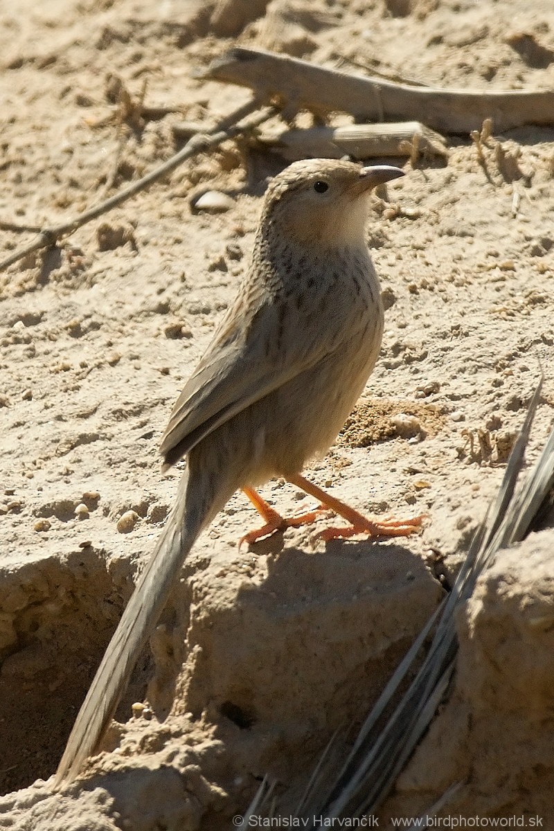 Afghan Babbler - Stanislav Harvančík