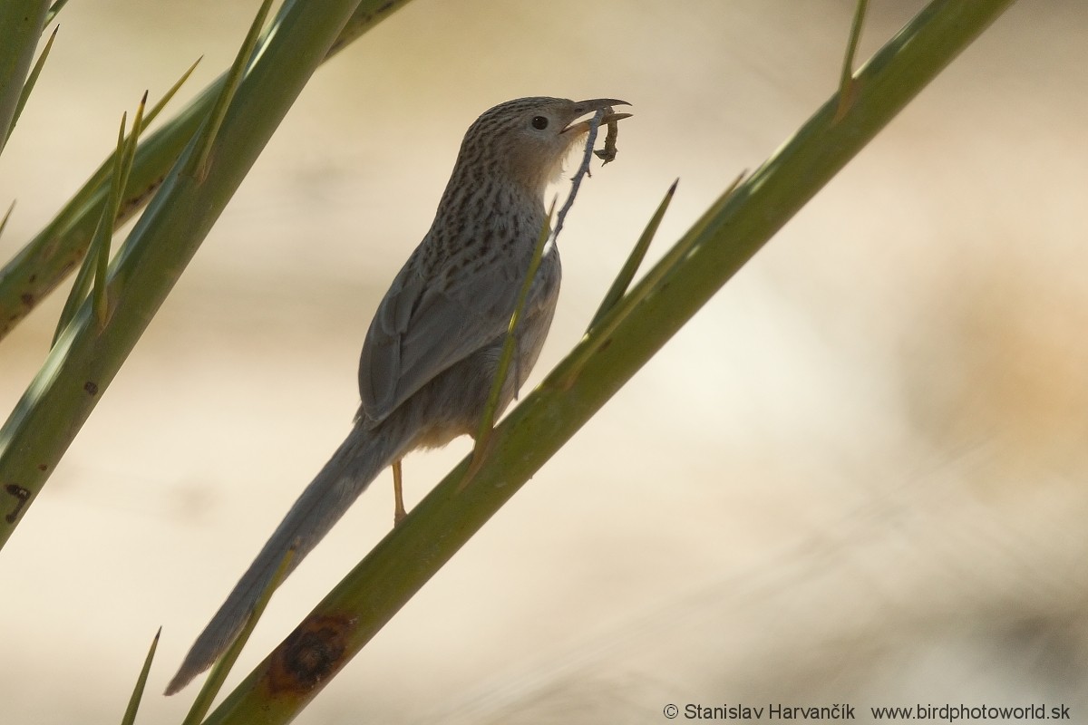 Afghan Babbler - Stanislav Harvančík