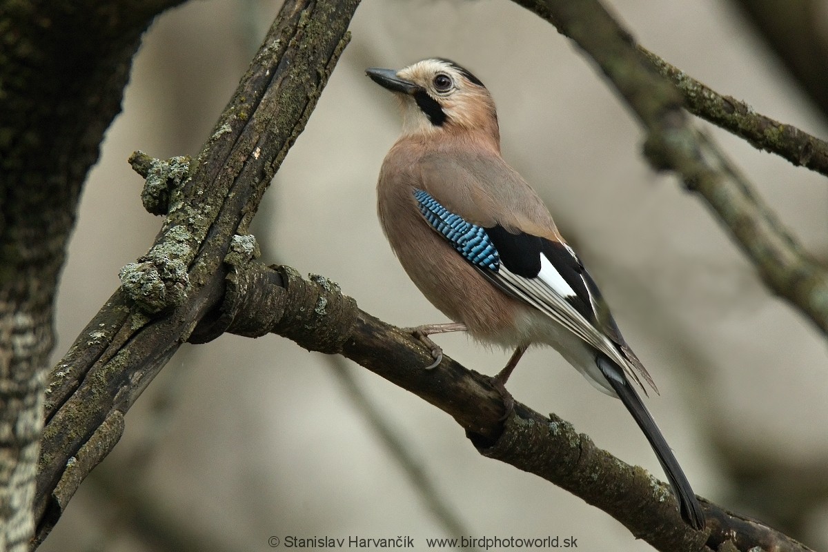 Eurasian Jay - ML204405421