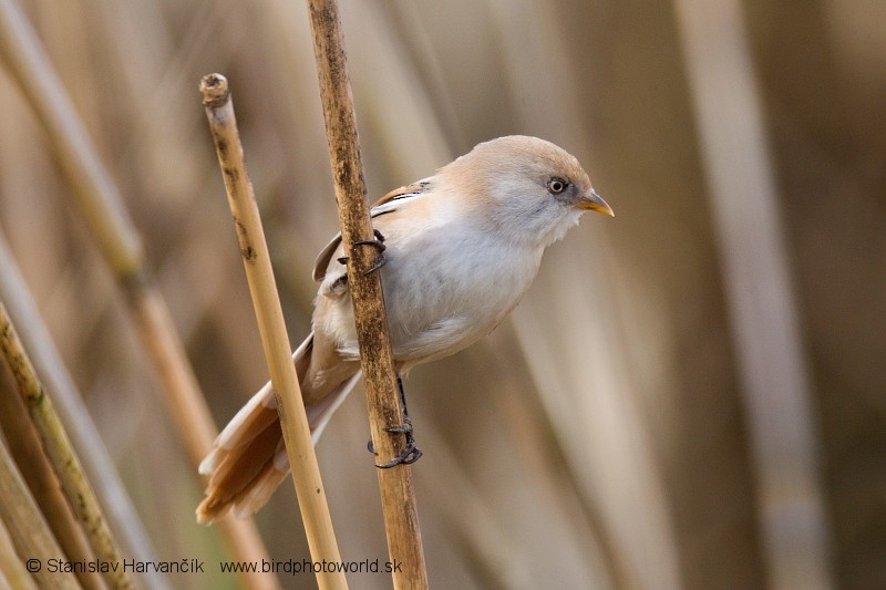 Bearded Reedling - ML204405431