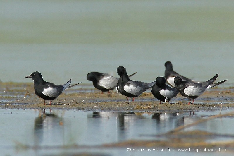 White-winged Tern - Stanislav Harvančík