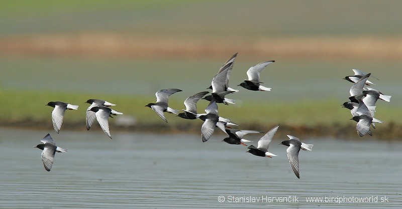 White-winged Tern - ML204405481