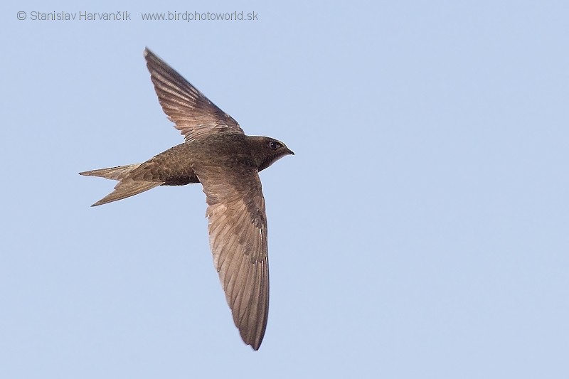 Common Swift - ML204405501