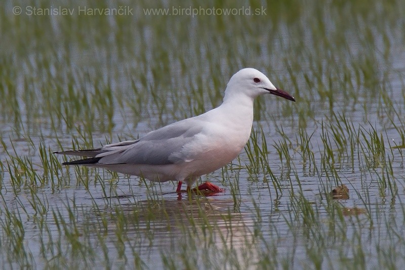 Slender-billed Gull - Stanislav Harvančík