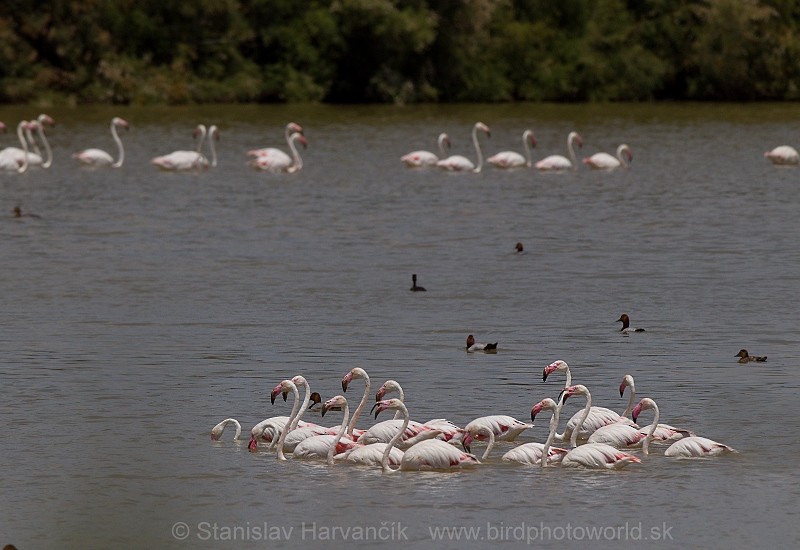 Greater Flamingo - Stanislav Harvančík