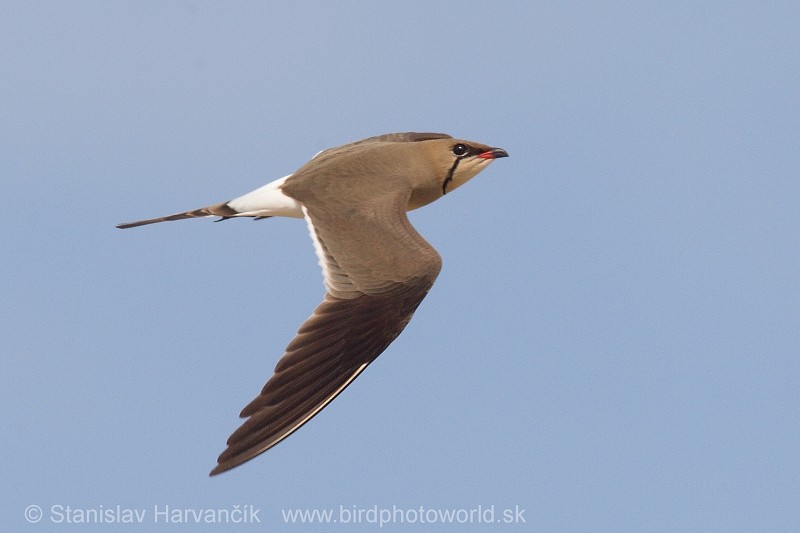 Collared Pratincole - ML204405681