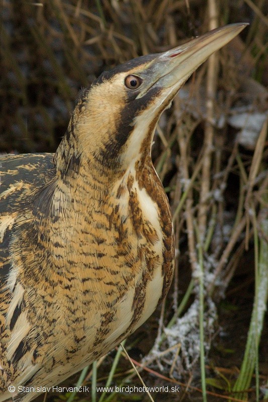 Great Bittern - ML204405931