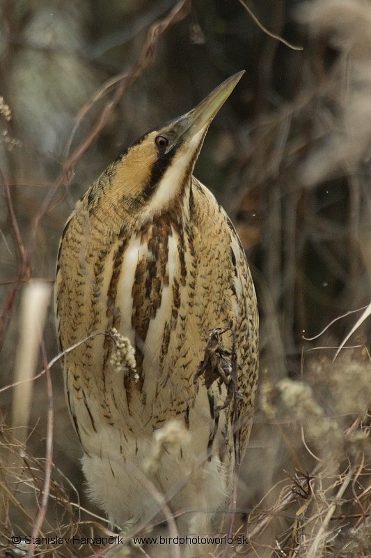 Great Bittern - ML204405981