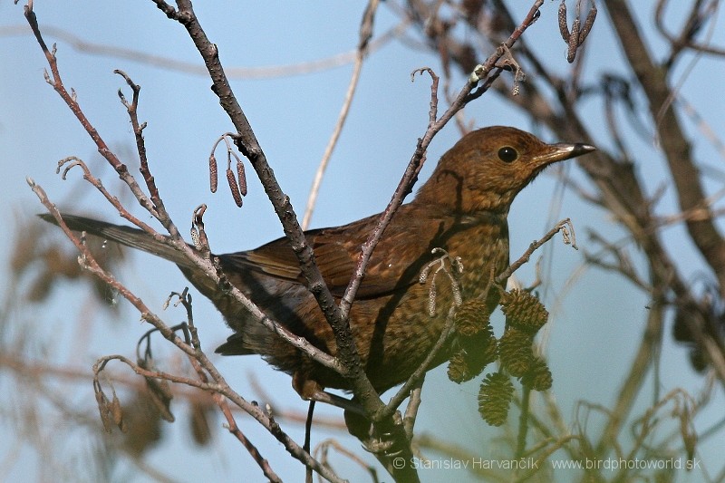 Eurasian Blackbird - Stanislav Harvančík