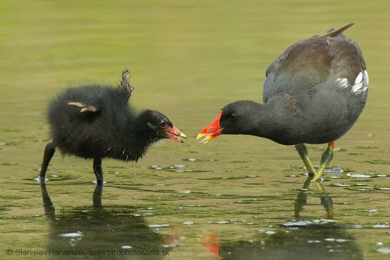 Gallinule poule-d'eau - ML204406361