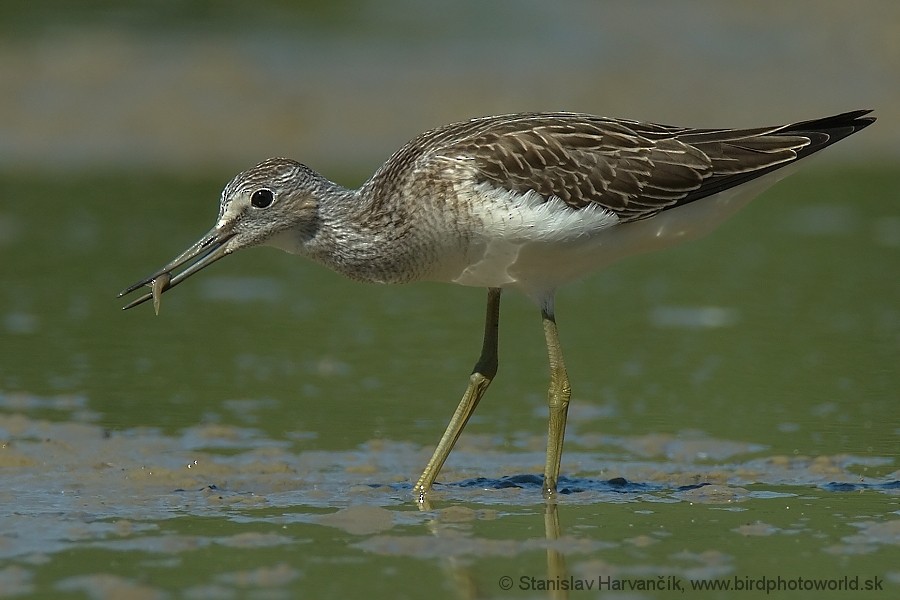 Common Greenshank - ML204406601