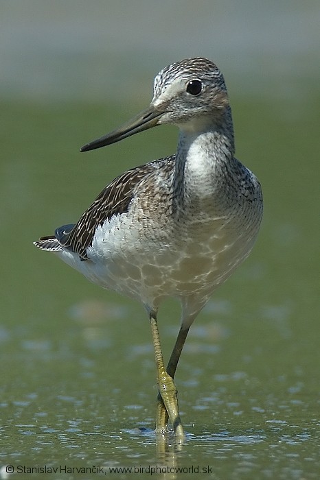 Common Greenshank - ML204406621