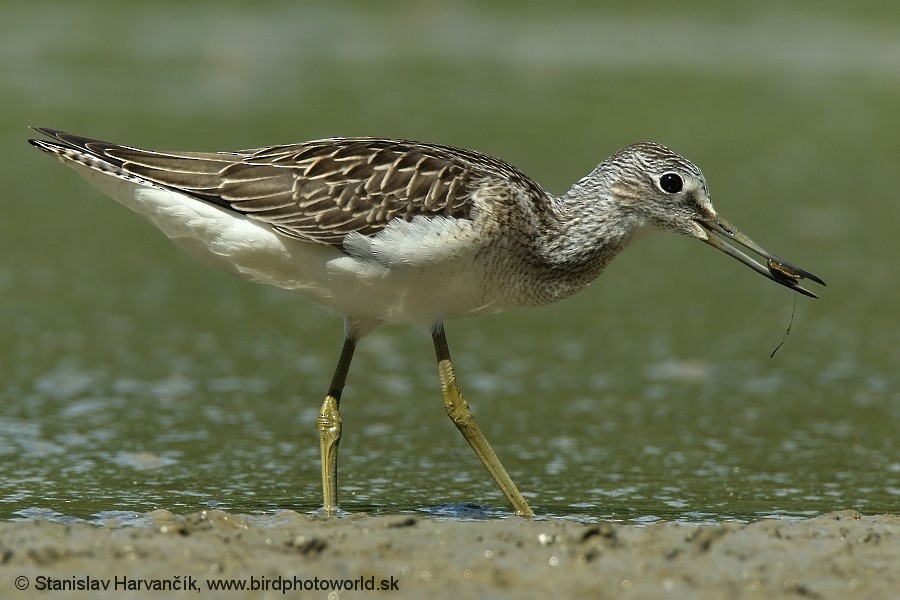 Common Greenshank - ML204406631