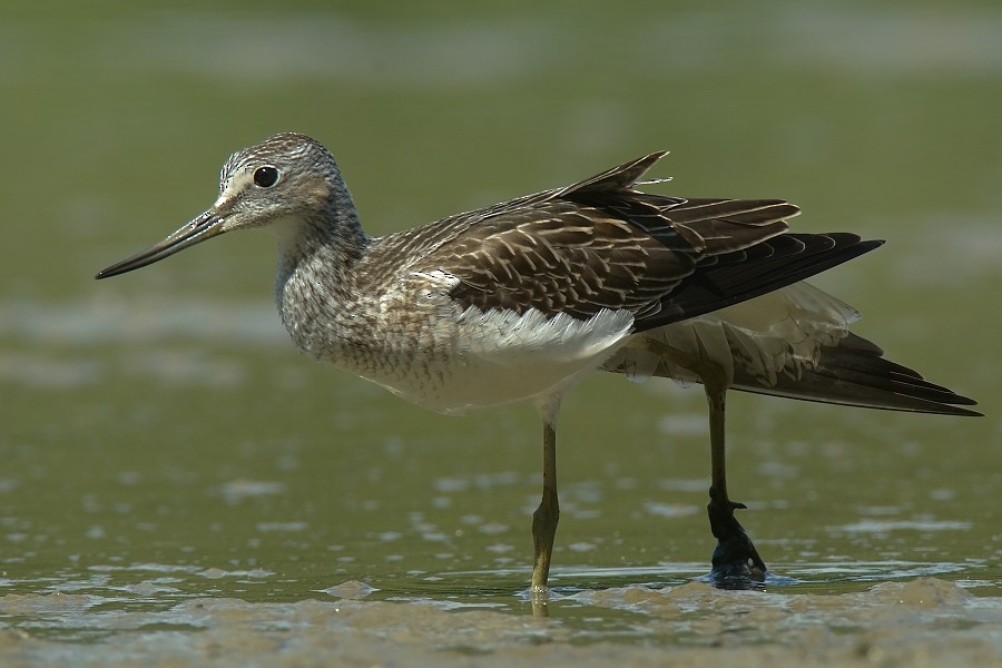 Common Greenshank - ML204406641