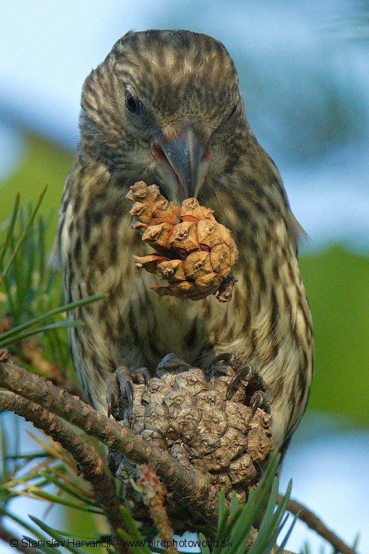 Parrot Crossbill - Stanislav Harvančík