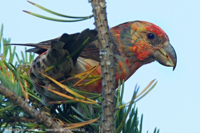 Parrot Crossbill - ML204407041