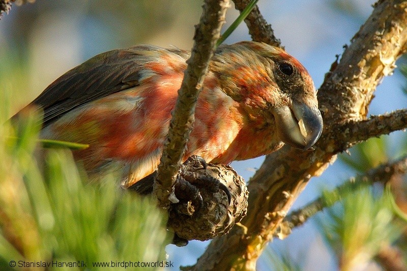 Parrot Crossbill - Stanislav Harvančík