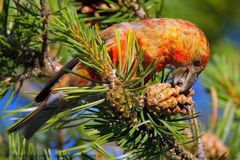 Parrot Crossbill - Stanislav Harvančík