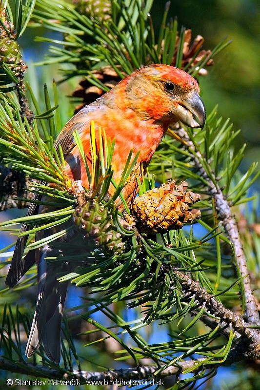 Parrot Crossbill - Stanislav Harvančík