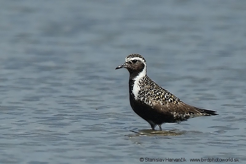 American Golden-Plover - Stanislav Harvančík