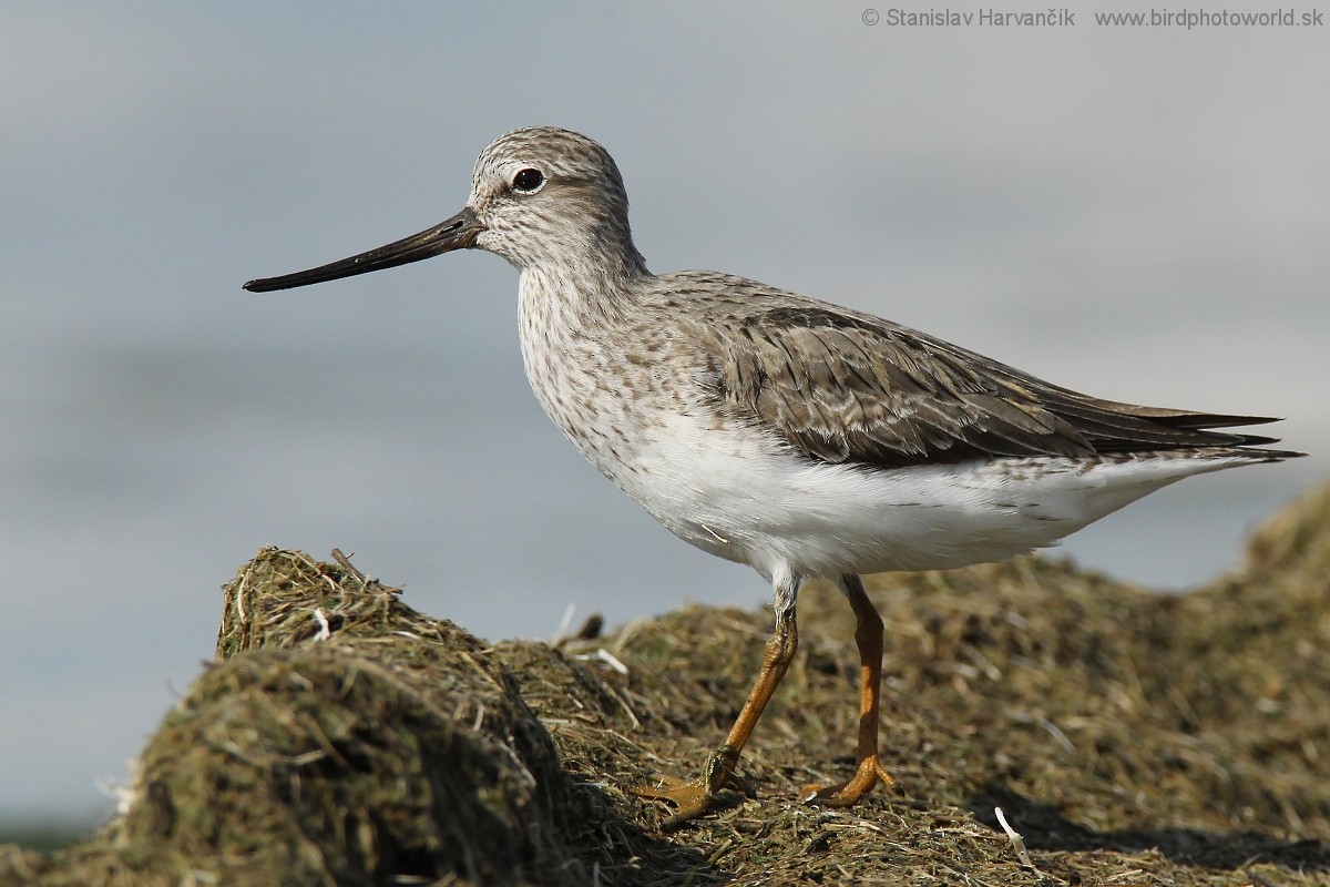 Terek Sandpiper - ML204407351