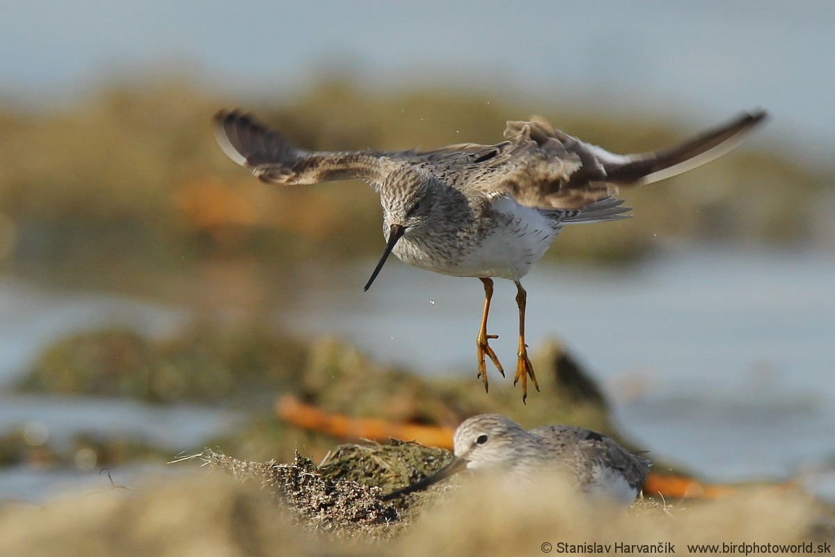 Terek Sandpiper - Stanislav Harvančík