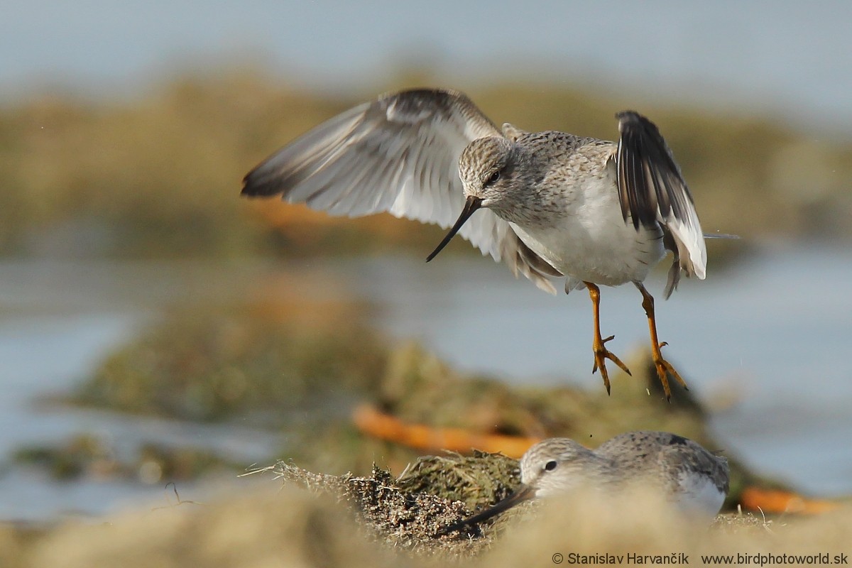 Terek Sandpiper - ML204407371