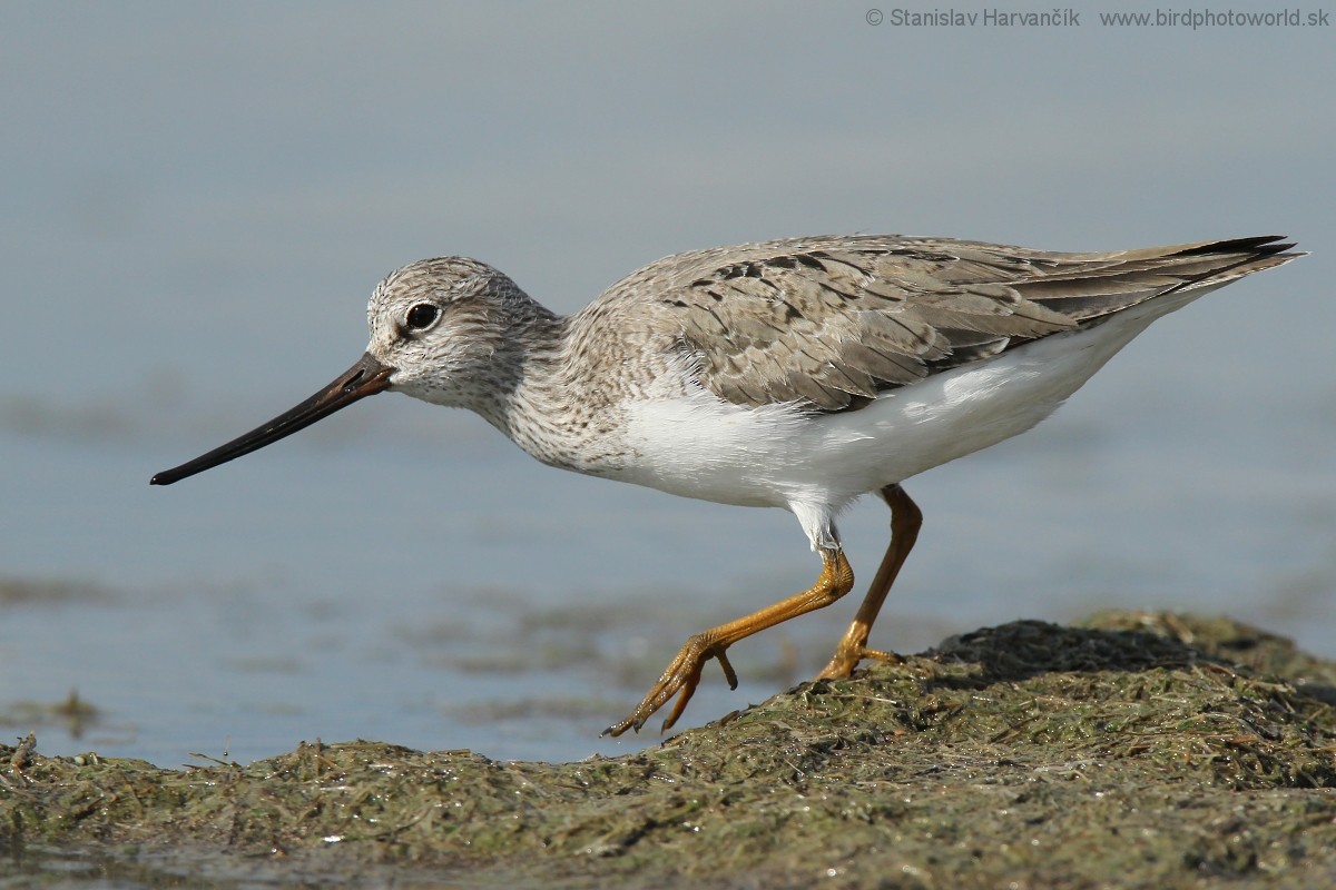 Terek Sandpiper - Stanislav Harvančík