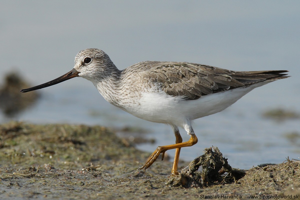 Terek Sandpiper - Stanislav Harvančík