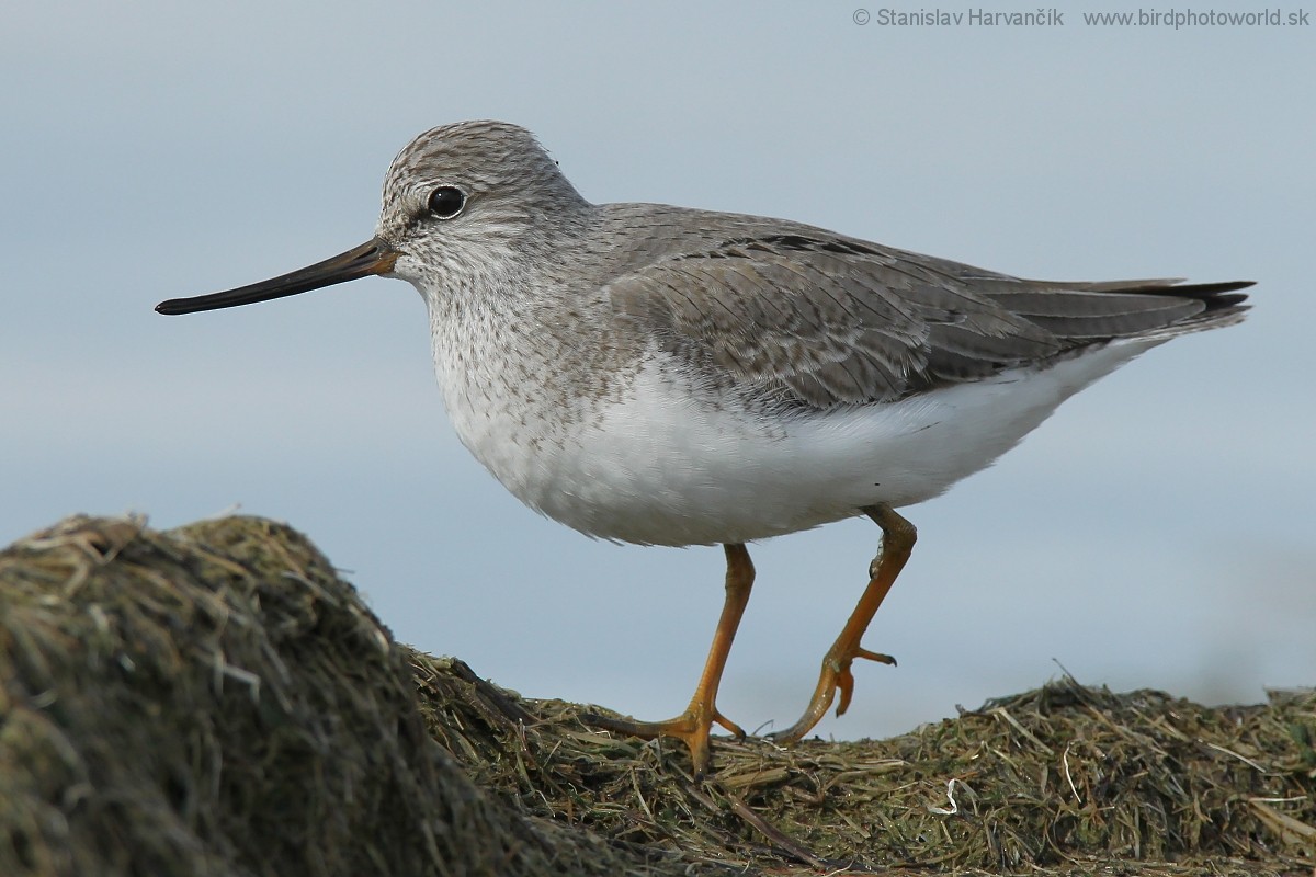 Terek Sandpiper - ML204407401