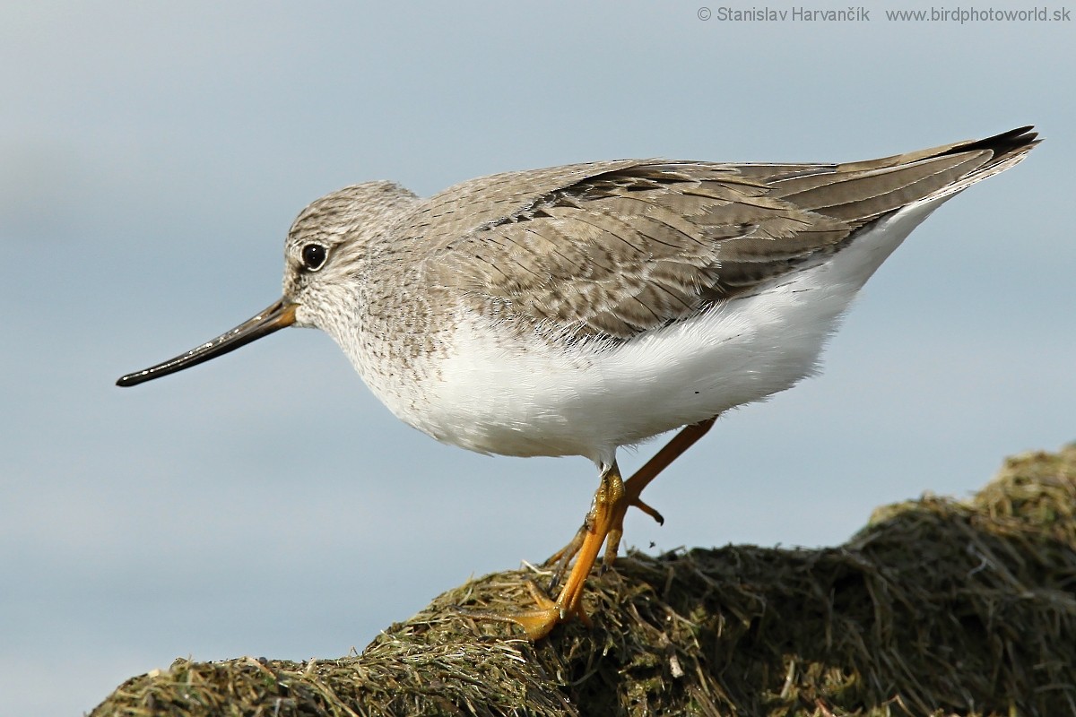 Terek Sandpiper - ML204407411