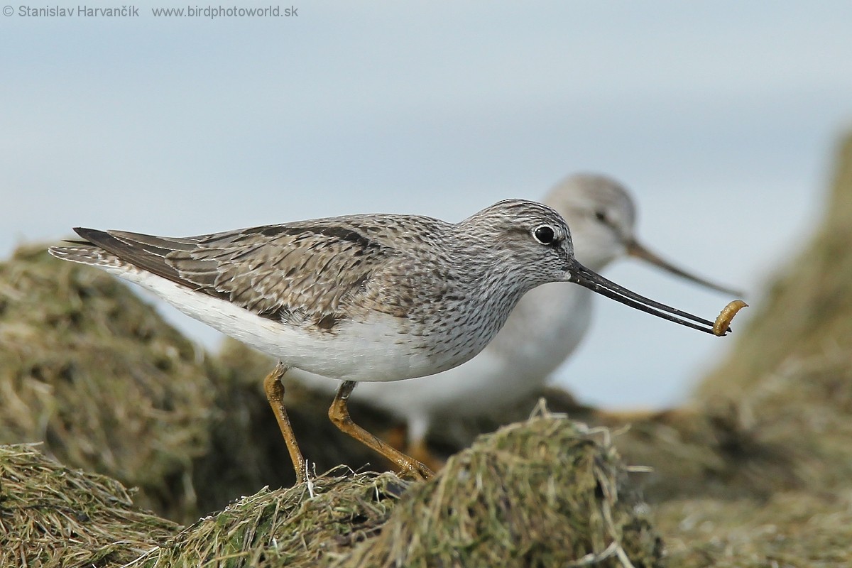 Terek Sandpiper - ML204407421