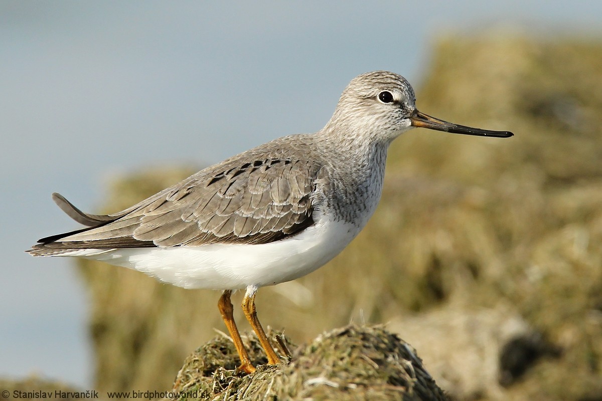 Terek Sandpiper - ML204407441