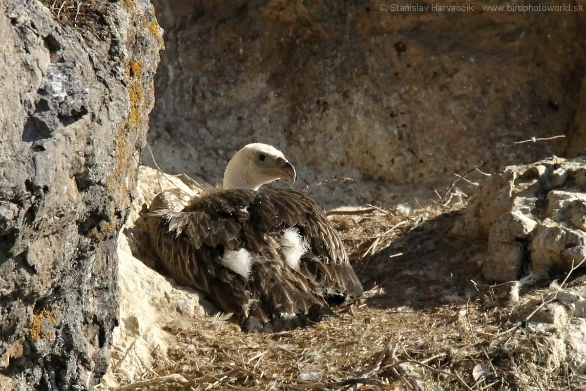 Himalayan Griffon - ML204407531