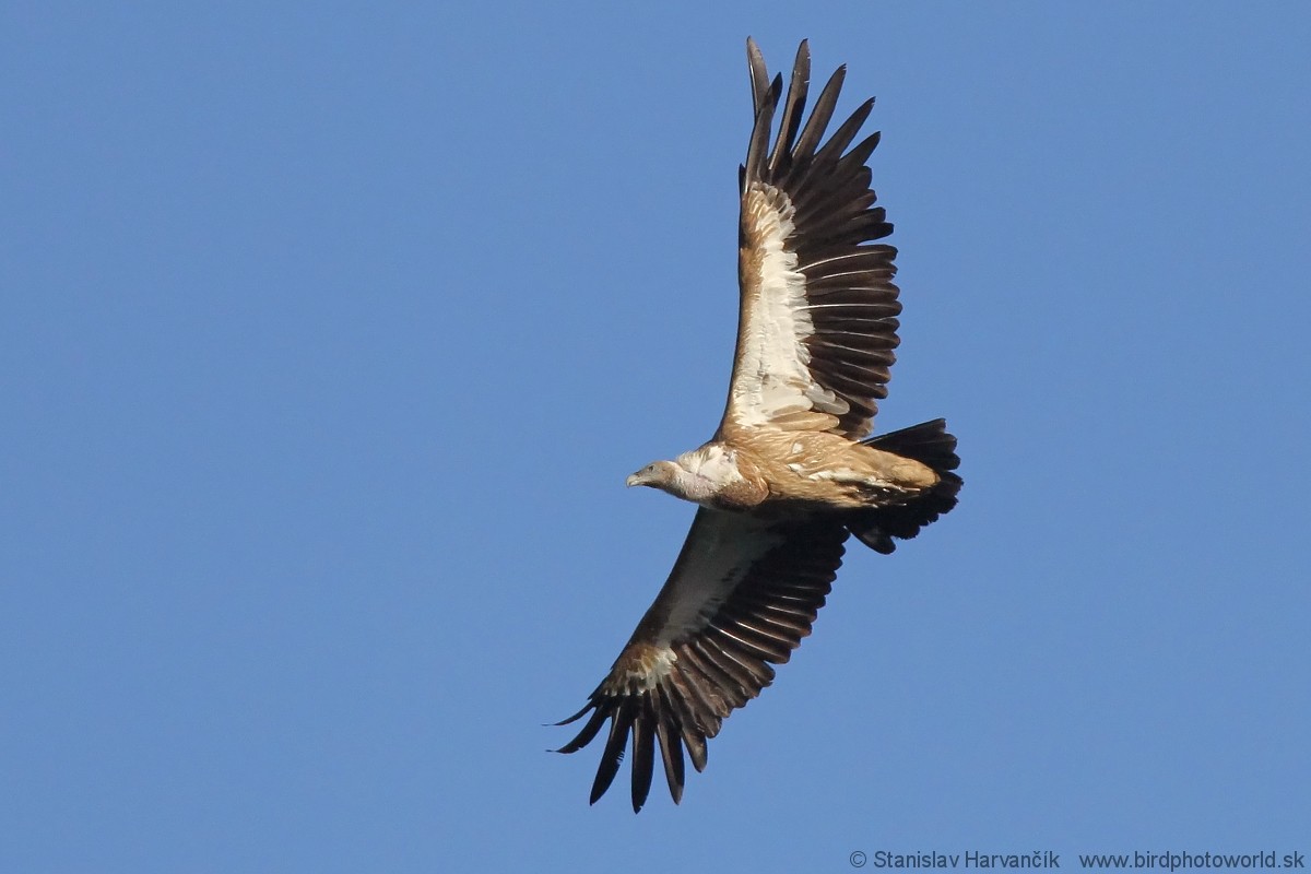 Himalayan Griffon - ML204407541