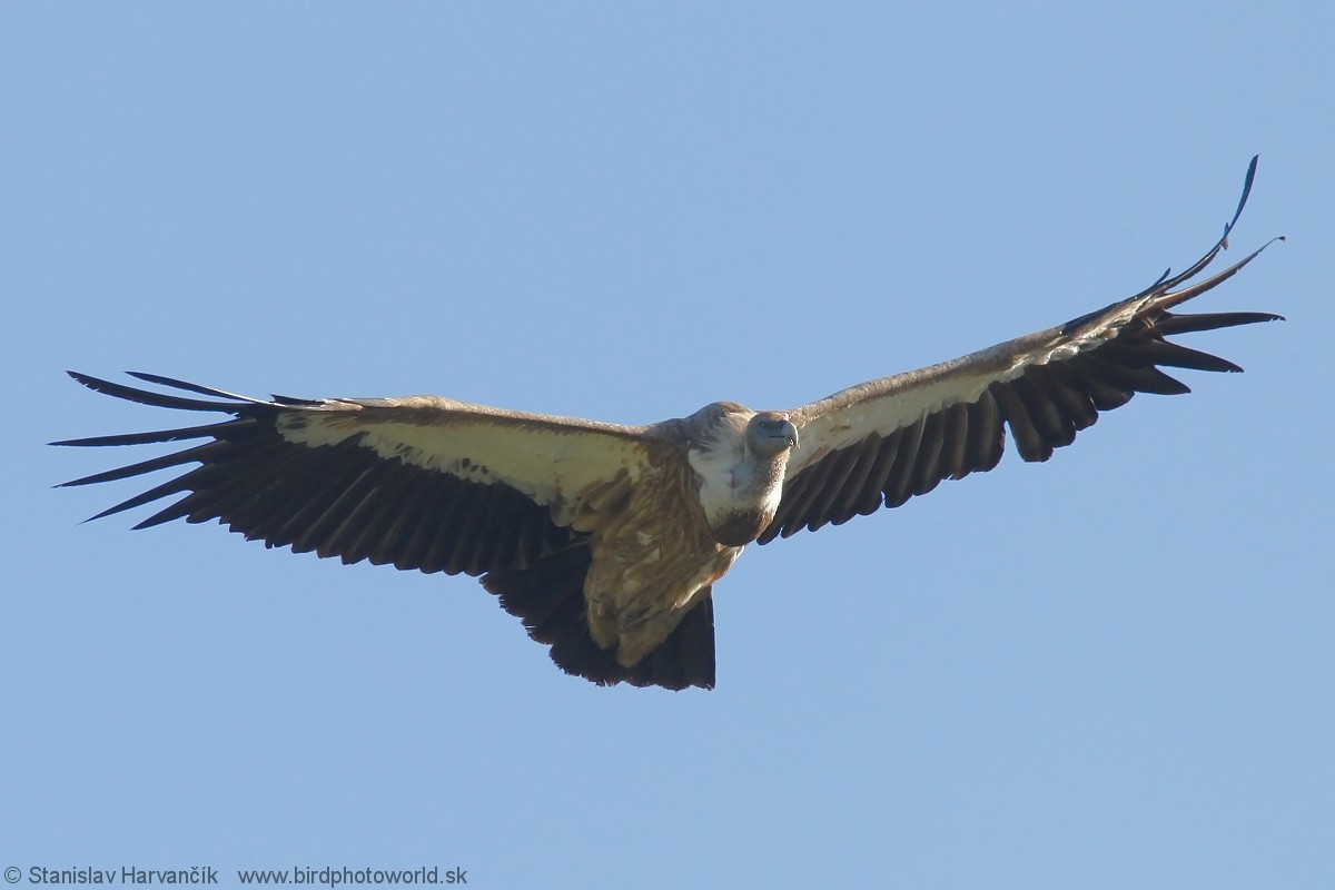 Himalayan Griffon - ML204407551